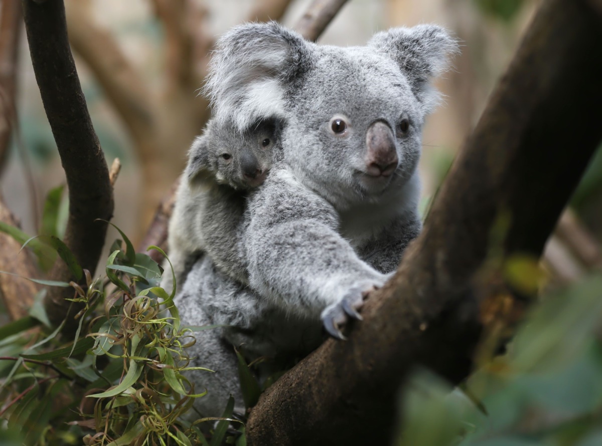 С середины марта 2017 года в мире начинается Год коала.