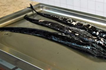 Рыба-сабля.
Источник иллюстрации: Викимедиа