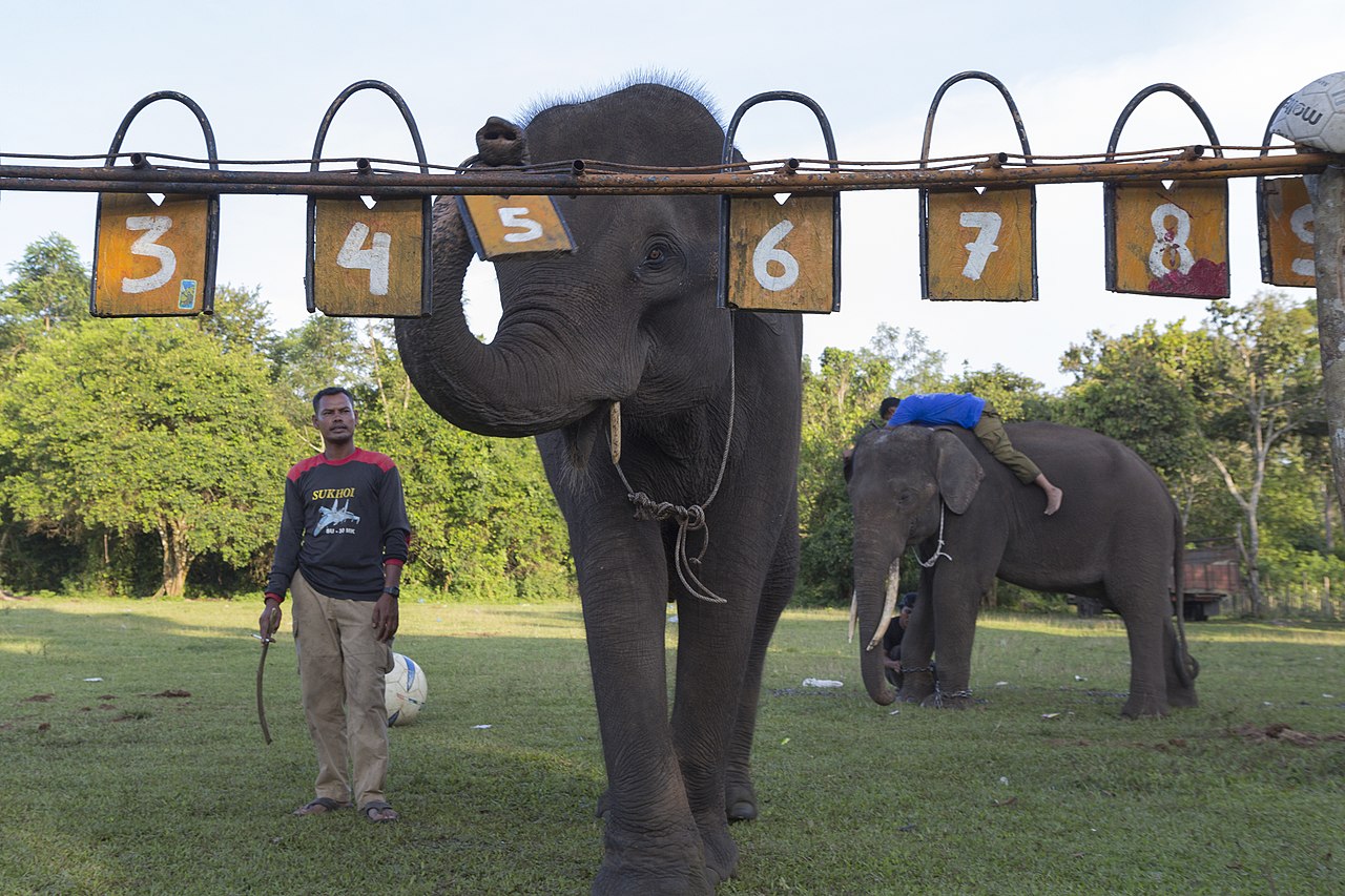 Дрессировщик обучает слона «арифметике».
Источник иллюстрации: Викимедиа